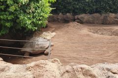 Unser-Besuch-im-Loro-Park-auf-Teneriffe-31