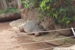Unser-Besuch-im-Loro-Park-auf-Teneriffe-32