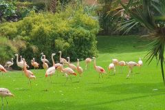 Der-Besuch-im-Loro-Park-auf-Teneriffa-geht-langsam-zu-Ende-26