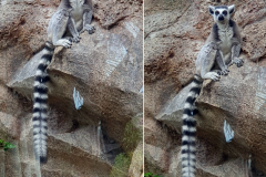 Der-Besuch-im-Loro-Park-auf-Teneriffa-geht-langsam-zu-Ende-29