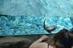 Seeotter-beobachtet-und-Papageienschau-angesehen-im-Loro-Park-auf-Teneriffa