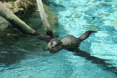 Seeotter-beobachtet-und-Papageienschau-angesehen-im-Loro-Park-auf-Teneriffa_02
