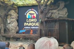 Seeotter-beobachtet-und-Papageienschau-angesehen-im-Loro-Park-auf-Teneriffa_07