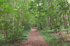 Natur pur auf der Radtour – Wasser, Schilf und Himmel bei Moorochse