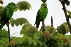 Papageien-wecken-uns-am-Morgen-in-Sao-Paulo-02