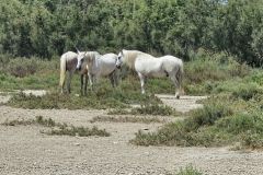 ViaRhôna Tag 5 durch die Camargue zwischen Tarascon, Arles und Saintes-Maries-de-la-Mer