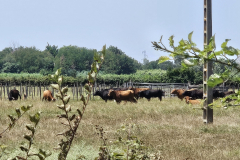 ViaRhôna Tag 5 durch die Camargue zwischen Tarascon, Arles und Saintes-Maries-de-la-Mer