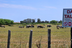 ViaRhôna Tag 5 durch die Camargue zwischen Tarascon, Arles und Saintes-Maries-de-la-Mer