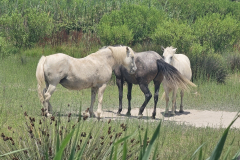 ViaRhôna Tag 5 durch die Camargue zwischen Tarascon, Arles und Saintes-Maries-de-la-Mer