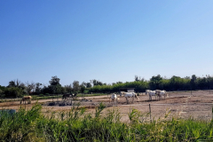 Die letzte Etappe auf dem Rhône-Radweg führte von Saintes-Maries-de-la-Mer nach Montpellier – durch die Camargue, vorbei an Flamingos, Lagunen und dem Mittelmeer