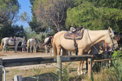 Die letzte Etappe auf dem Rhône-Radweg führte von Saintes-Maries-de-la-Mer nach Montpellier – durch die Camargue, vorbei an Flamingos, Lagunen und dem Mittelmeer