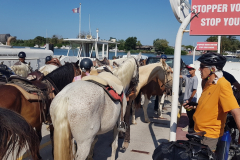 Die letzte Etappe auf dem Rhône-Radweg führte von Saintes-Maries-de-la-Mer nach Montpellier – durch die Camargue, vorbei an Flamingos, Lagunen und dem Mittelmeer