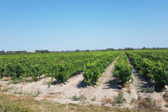 Die letzte Etappe auf dem Rhône-Radweg führte von Saintes-Maries-de-la-Mer nach Montpellier – durch die Camargue, vorbei an Flamingos, Lagunen und dem Mittelmeer