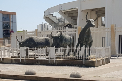 Rhône-Radweg 2026 – 6. Etappe von Saintes-Maries-de-la-Mer nach Montpellier mit Eindrücken der Camargue, Flamingos, Mittelmeerküste und der Ankunft in Montpellier