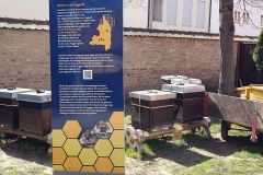bienen-in-der-Fuggerei