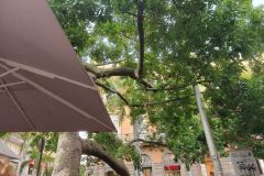 Stadtspaziergang-am-ersten-Nachmittag-in-Santa-Cruz-de-Teneriffe-21