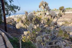 Walking-am-Morgen-in-Playa-Paraiso-auf-Teneriffa-04