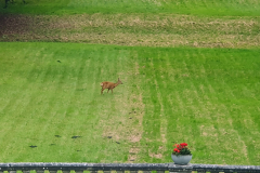 Reh tritt aus dem Schatten im Schlosspark Bellin – magischer Augenblick kurz vor Sonnenuntergang