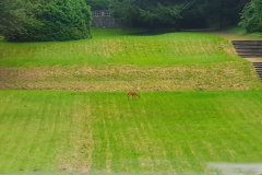 Wildtier im Schlosspark – das Reh äst ruhig im letzten Licht des Tages 