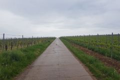 Samstag-3.-Mai-2025-zweiter-Tag-unserer-Radtour-ueber-67-km-von-Gruenstadt-nach-Ladenburg-46