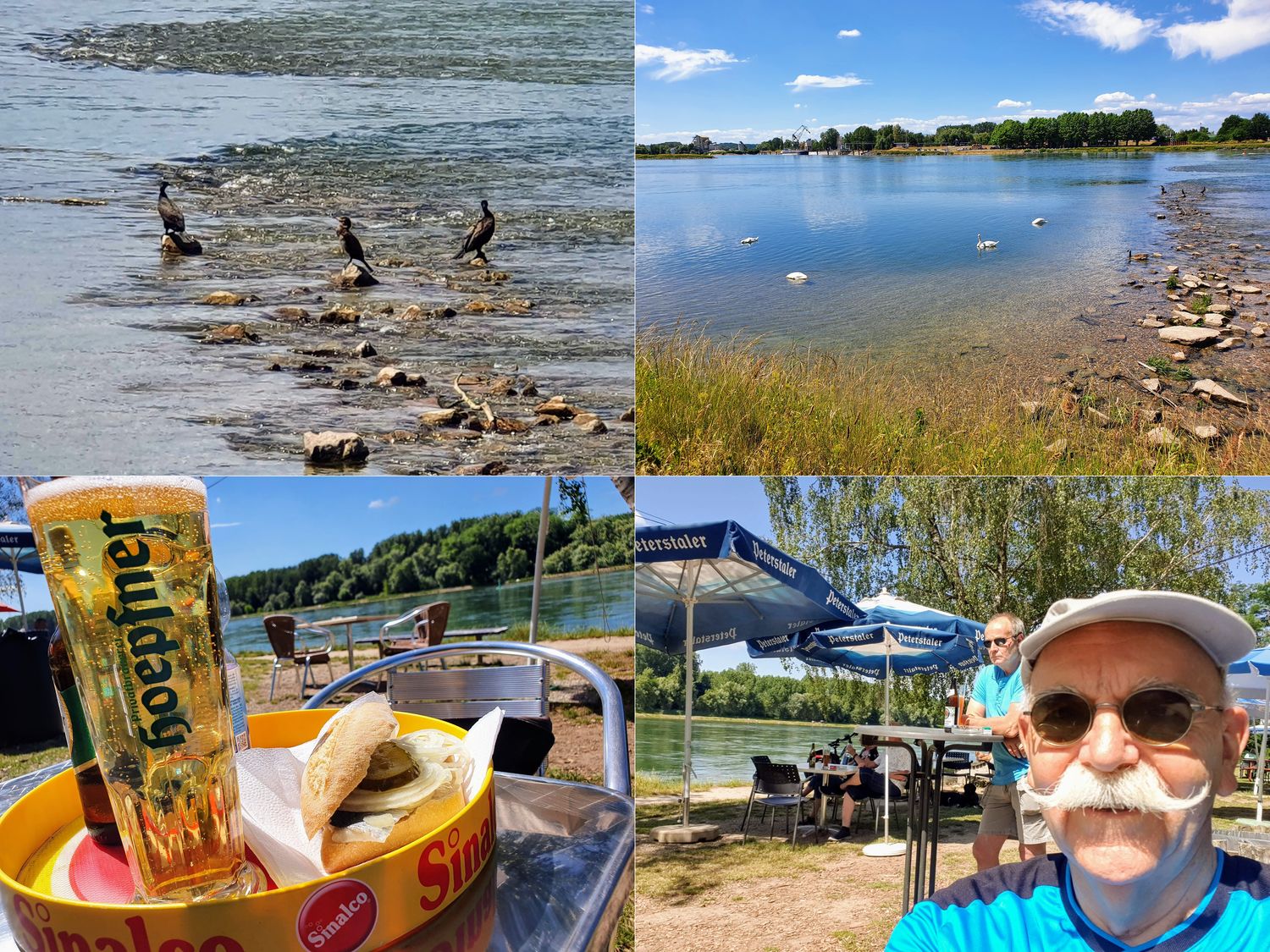 Den Rhein entlang mit Kormoranen und Schwänen zum Imbiss am Rheinkiosk