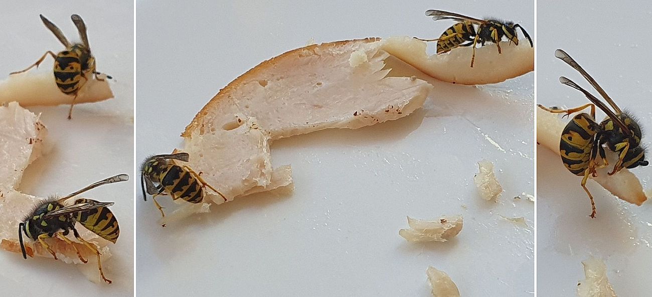 Zwei Wespen schneiden kraftvoll transportable Stücke aus gekochtem ... Zwei Wespen schneiden kraftvoll transportable Stücke aus gekochtem ...