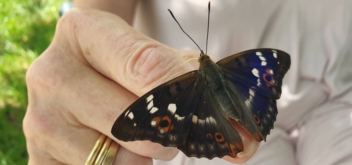 Zahmer Schmetterling am Rheinufer - Kleiner Schillerfalter