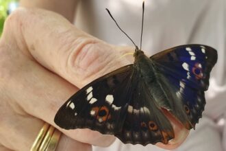 Zahmer Schmetterling am Rheinufer - Kleiner Schillerfalter