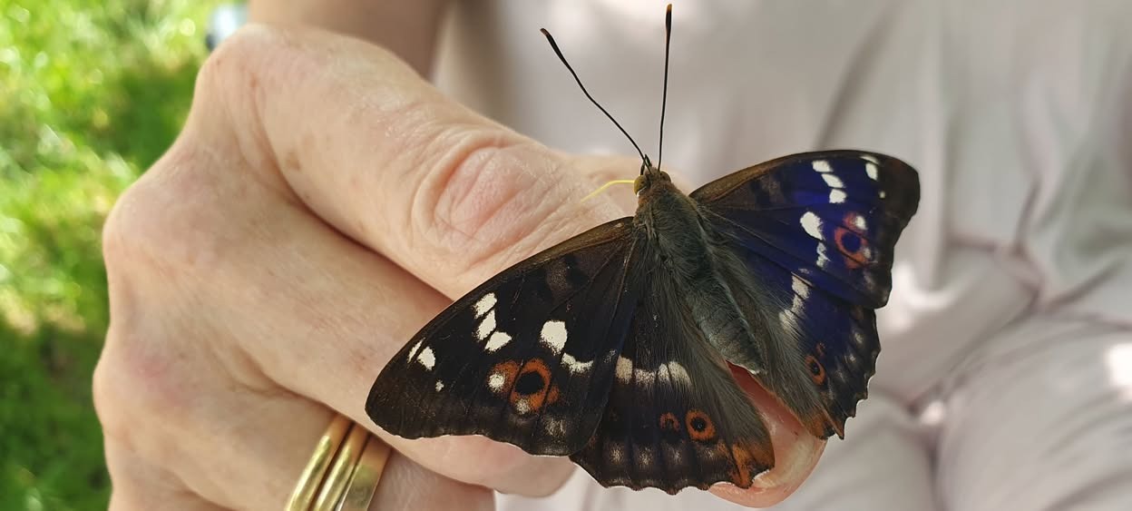 Zahmer Schmetterling am Rheinufer - Kleiner Schillerfalter