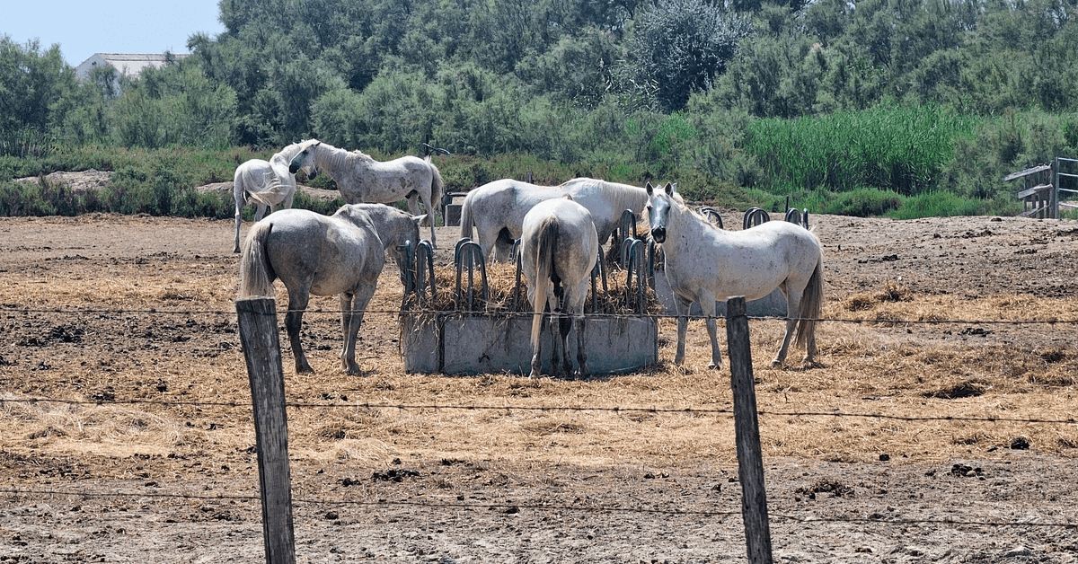 ViaRhôna Tag 5 durch die Camargue zwischen Tarascon, Arles und Saintes-Maries-de-la-Mer